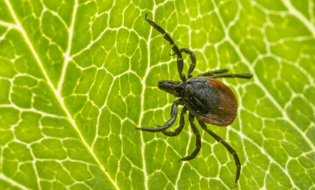 RBP NEWS: Proočkovanost na klíšťovou encefalitidu vzrostla o 20 %